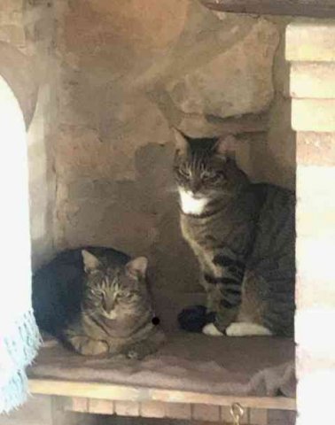 Jake and Elwood in their new home in Barx, Valencia, Spain, after their journey from Ruislip in the UK.